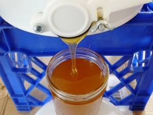 Bottling Honey
