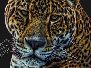 Photo: Jaguar (C) Virginia Wright